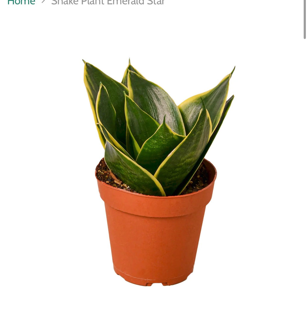 Snake Plant Emerald Star