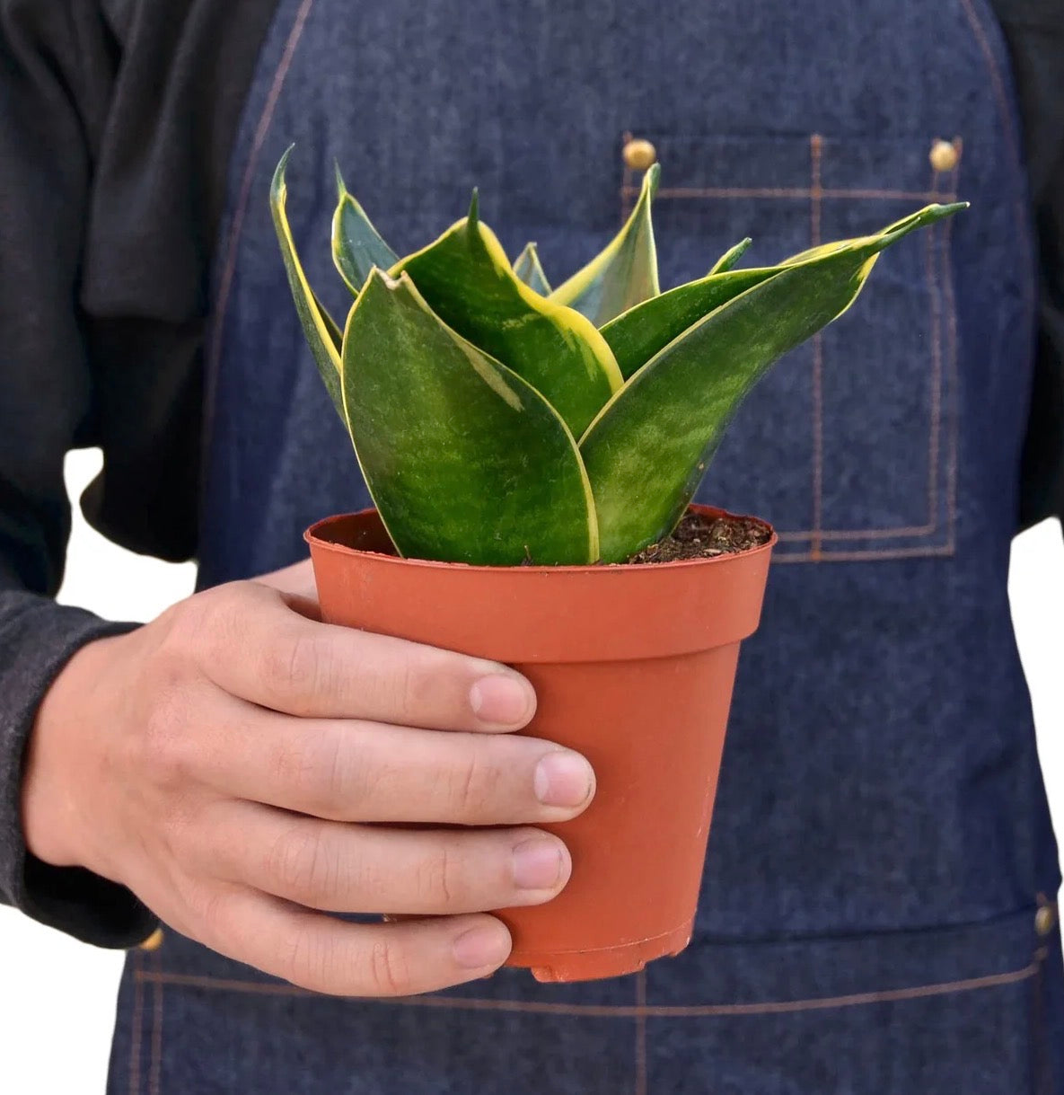 Snake Plant Emerald Star