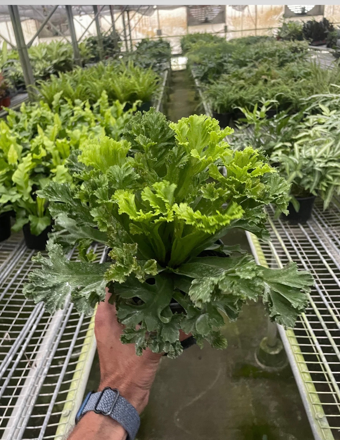 Birds Nest ‘Leslie’ Fern