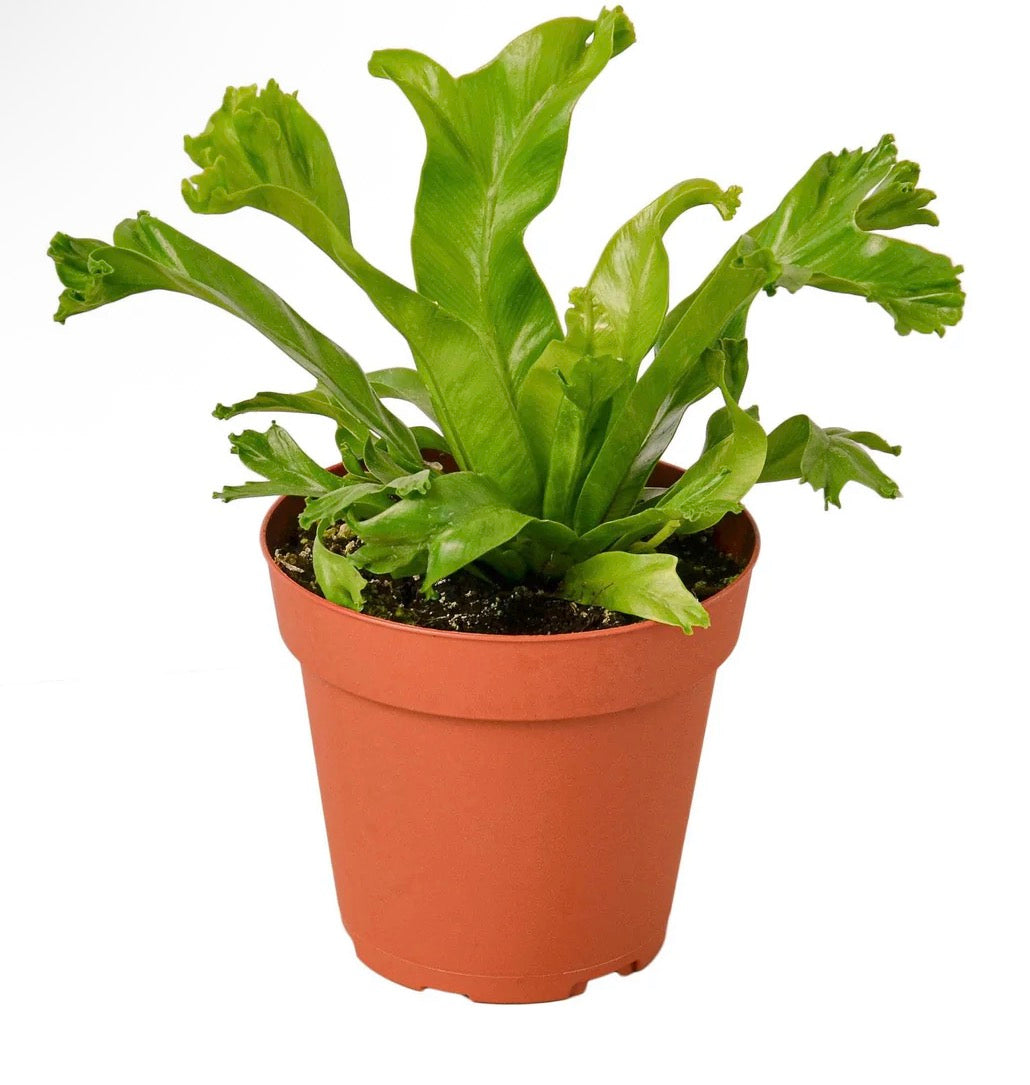 Birds Nest ‘Leslie’ Fern