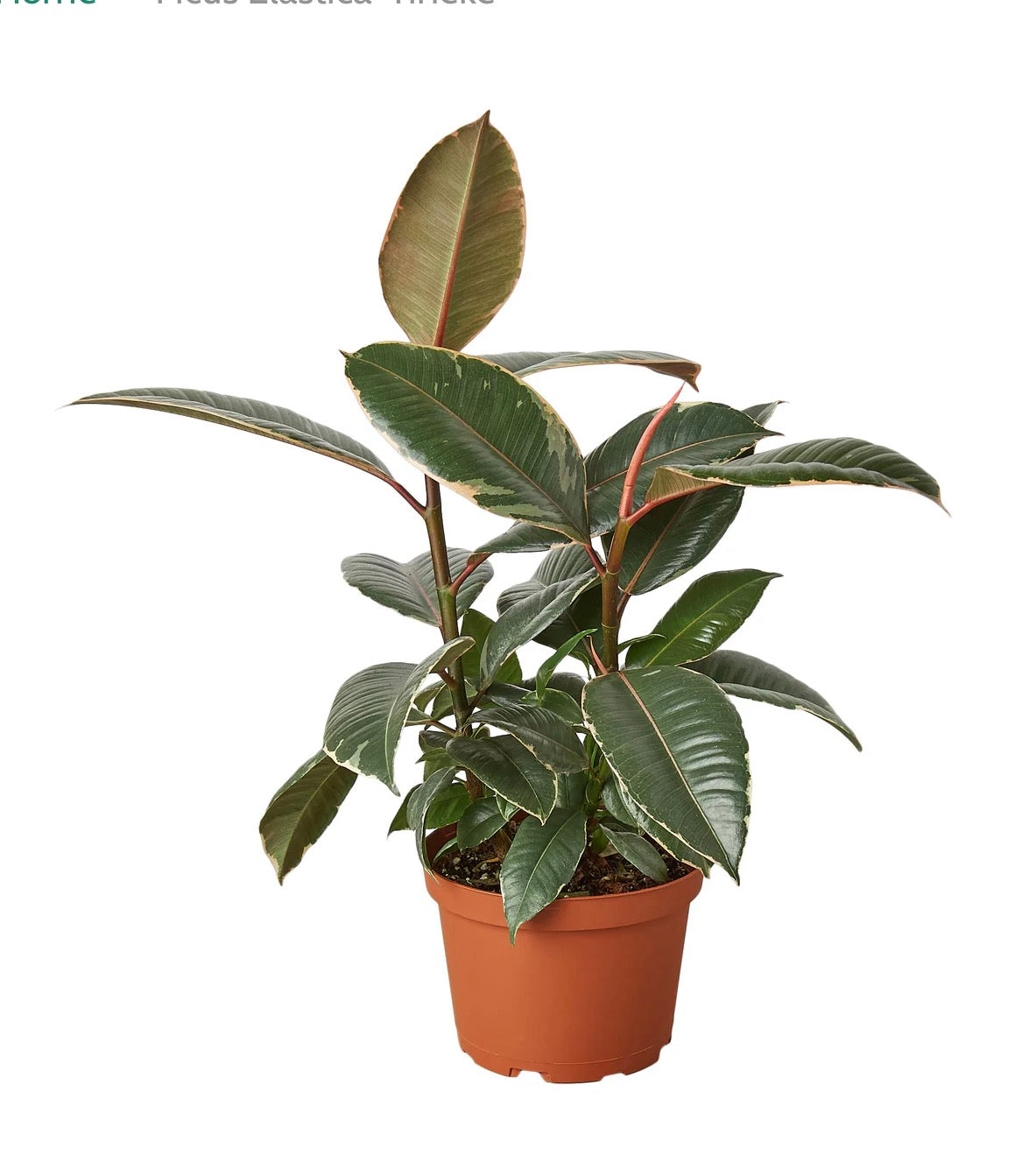Rubber Plant (Ficus Elastica)