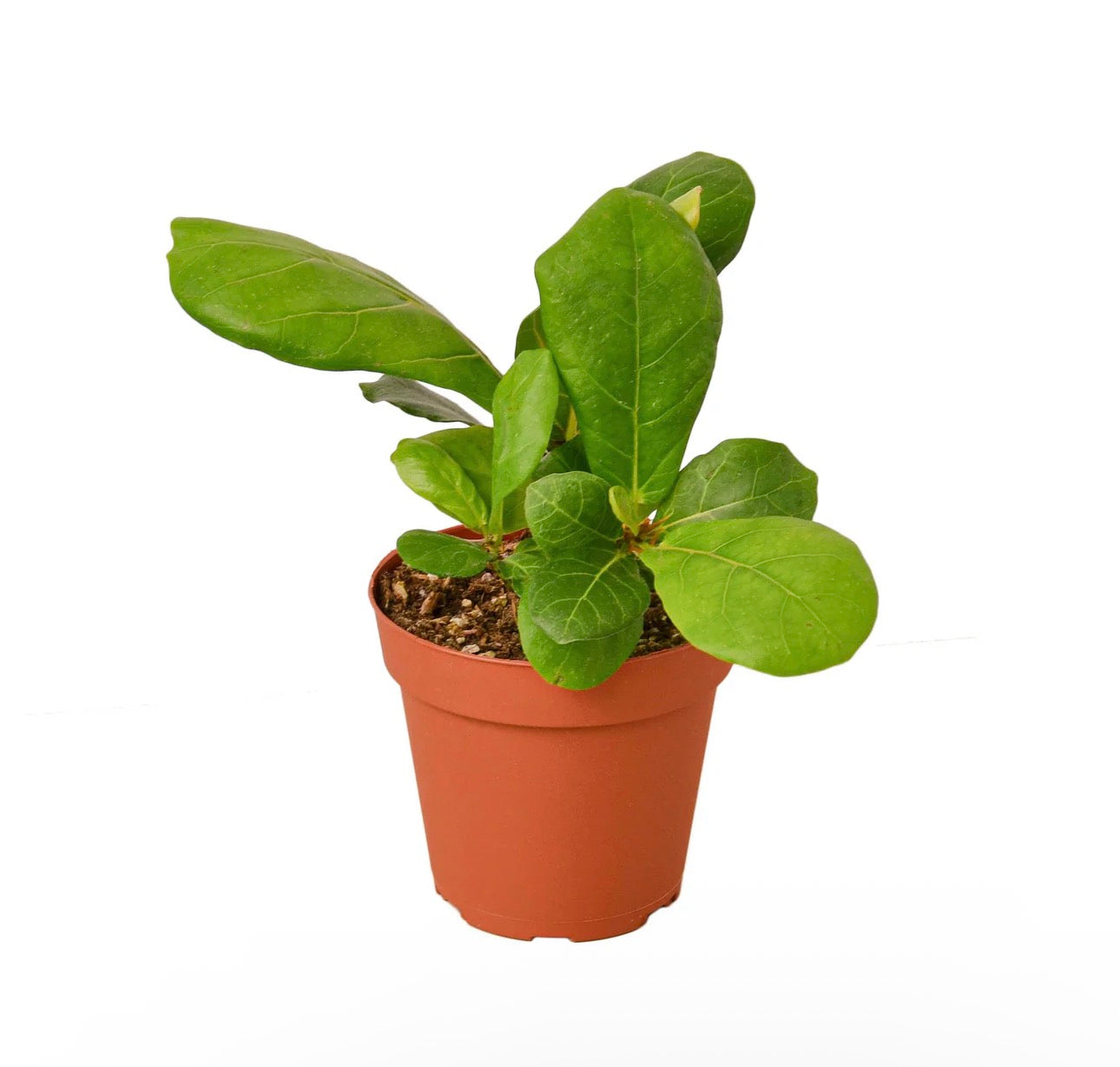 Fiddle Leaf Fig