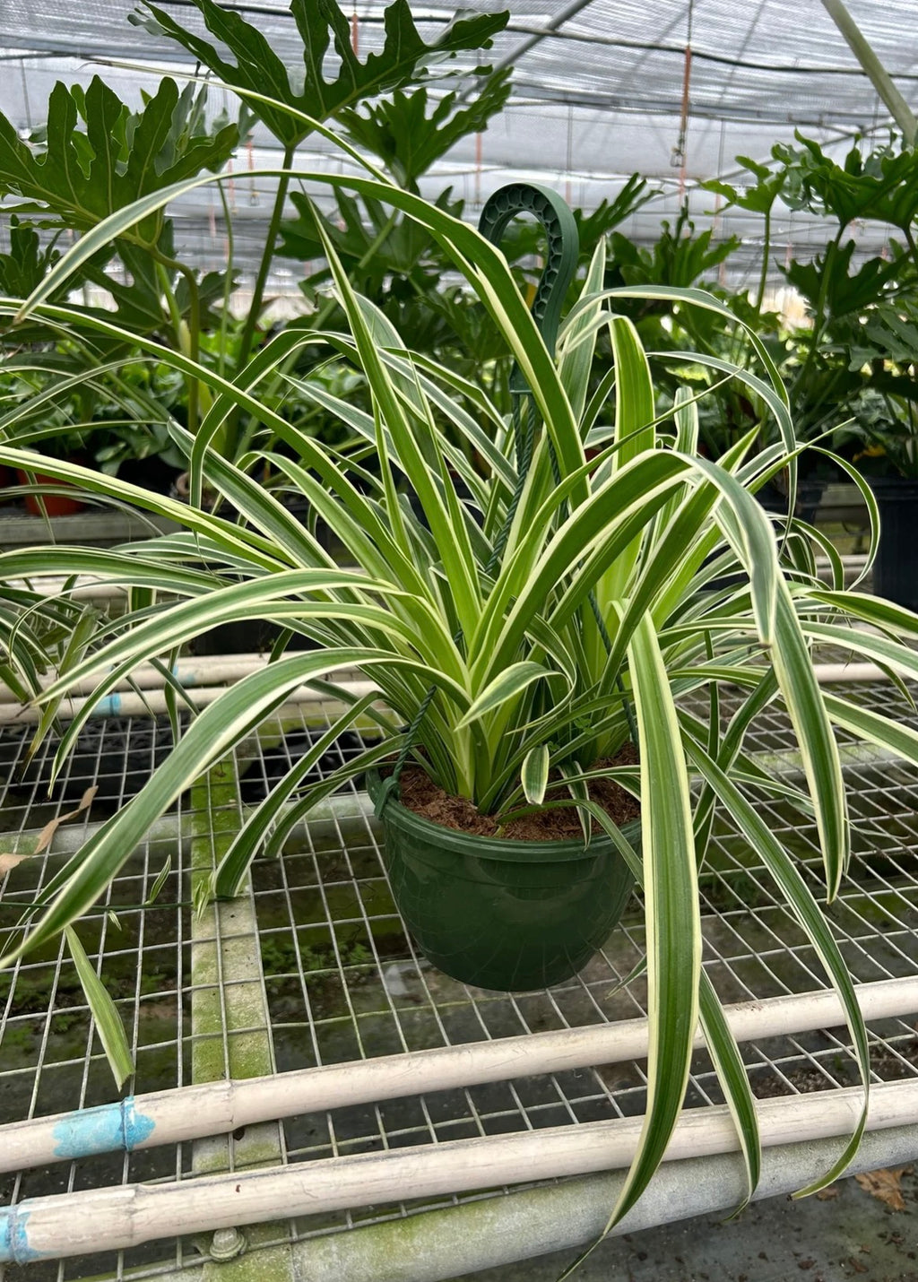 Spider Plant