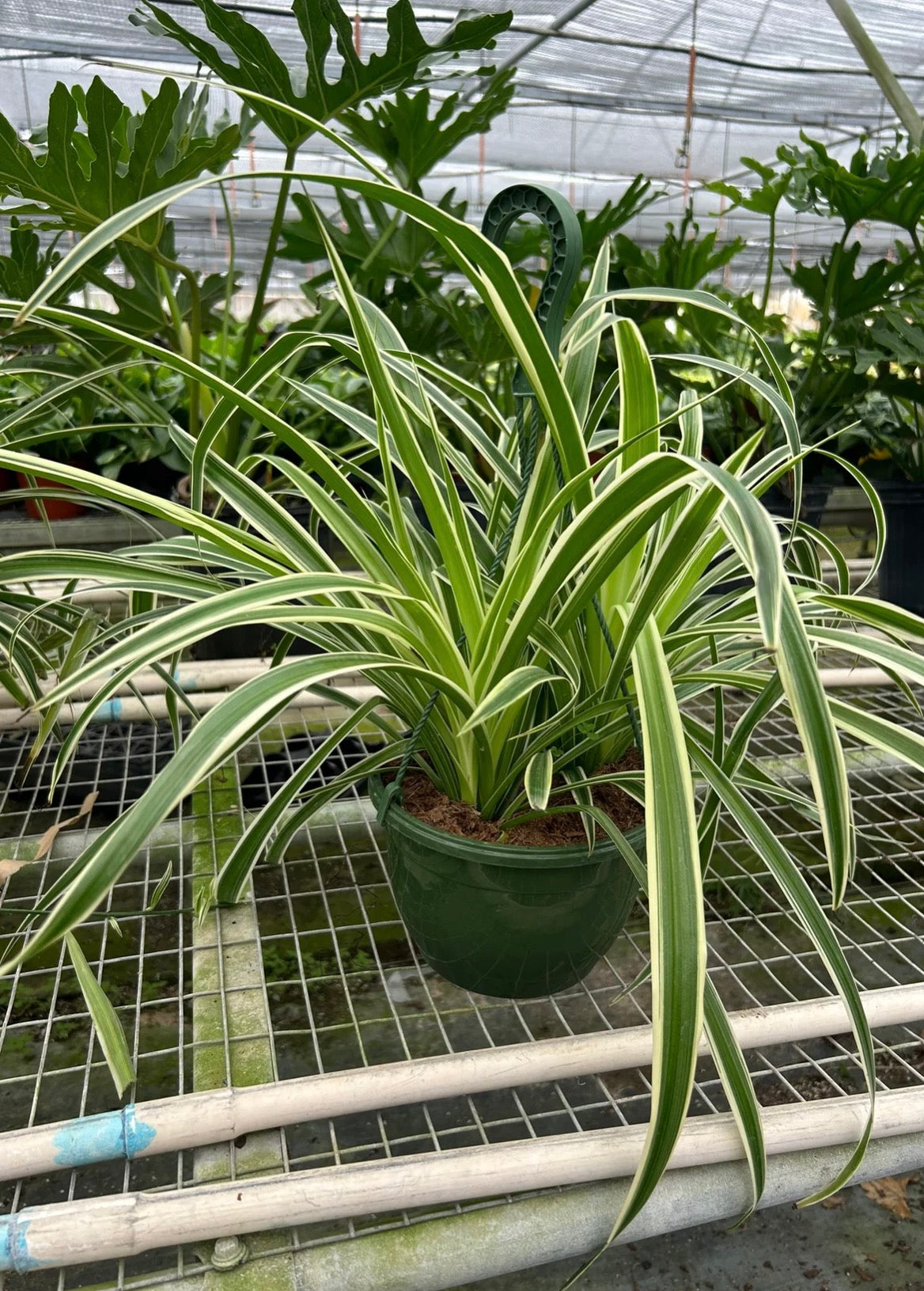 Spider Plant