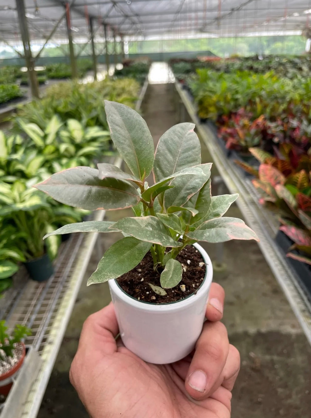 Rubber Plant (Ficus Elastica)