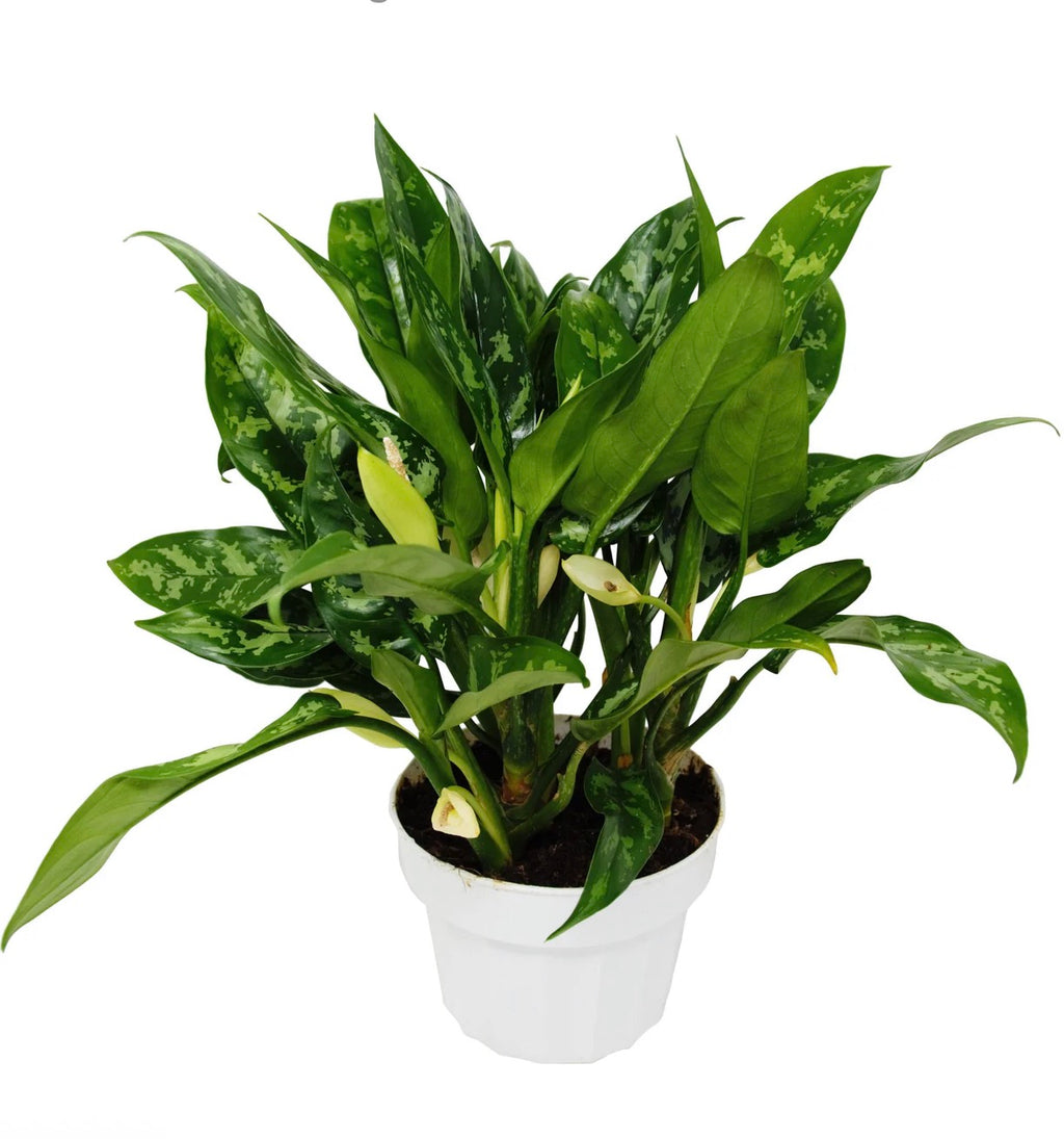 Chinese Evergreen