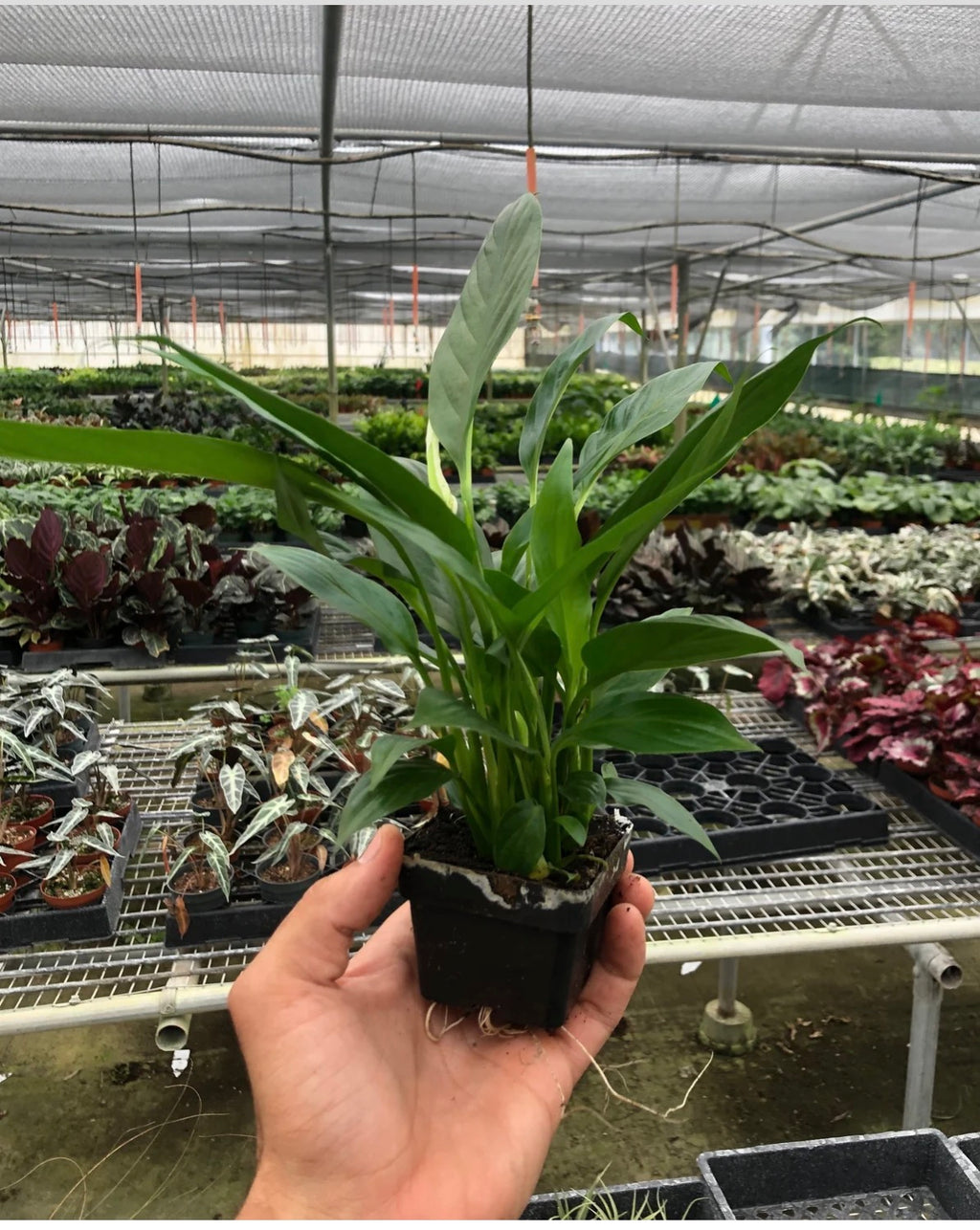 Peace Lilly