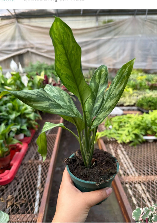 Chinese Evergreen