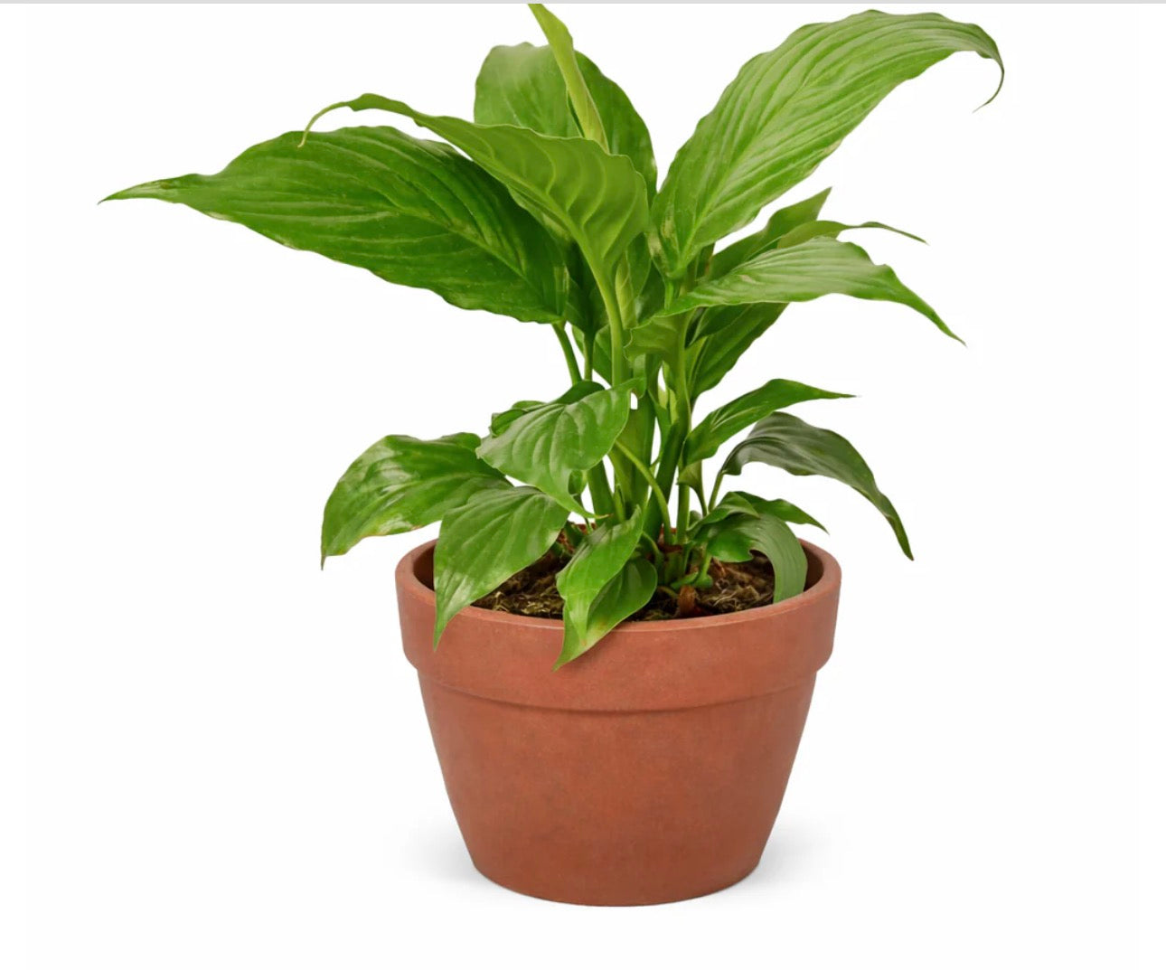 Peace Lilly