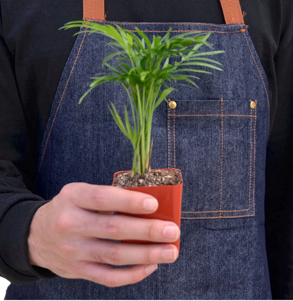 Parlor Palm