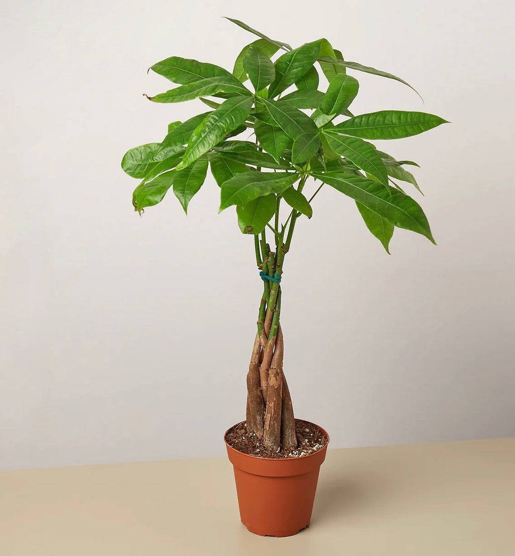 Money Tree