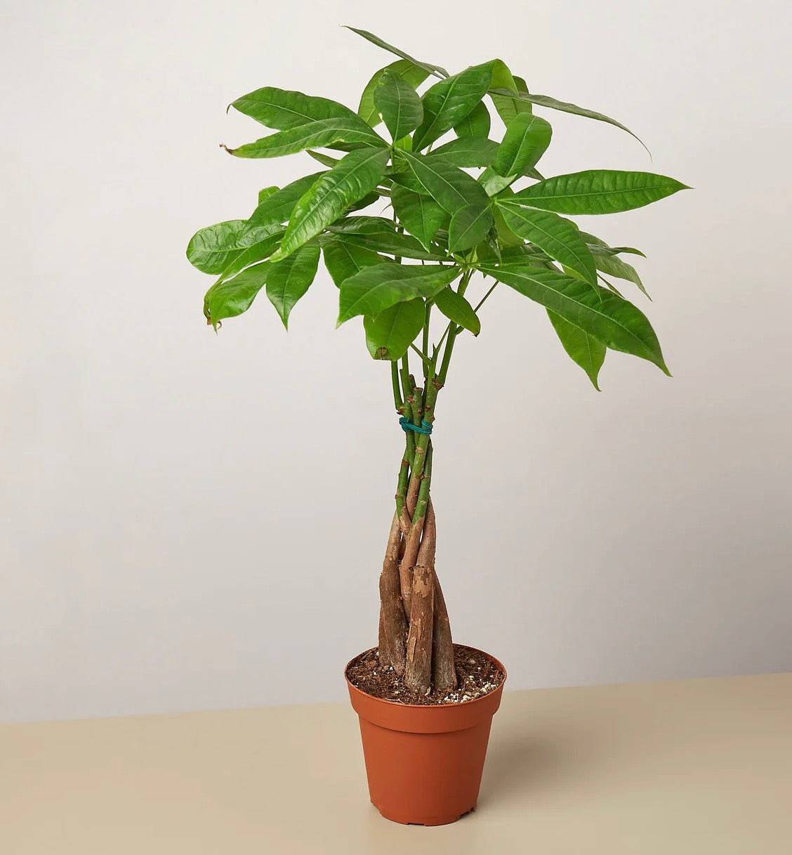 Money Tree