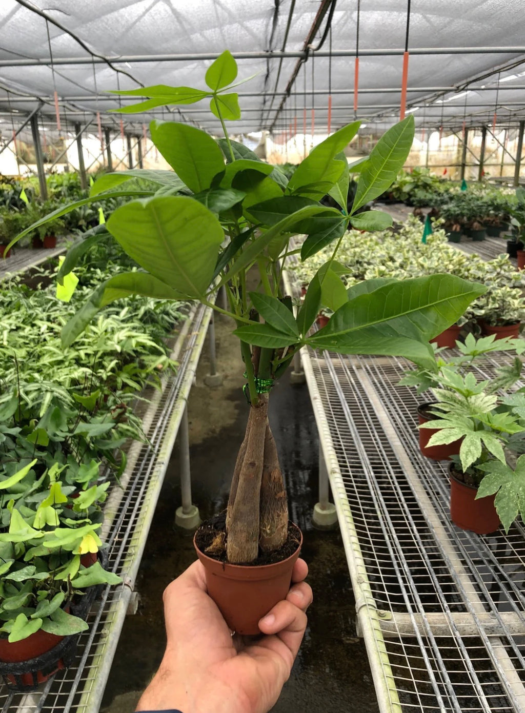 Money Tree