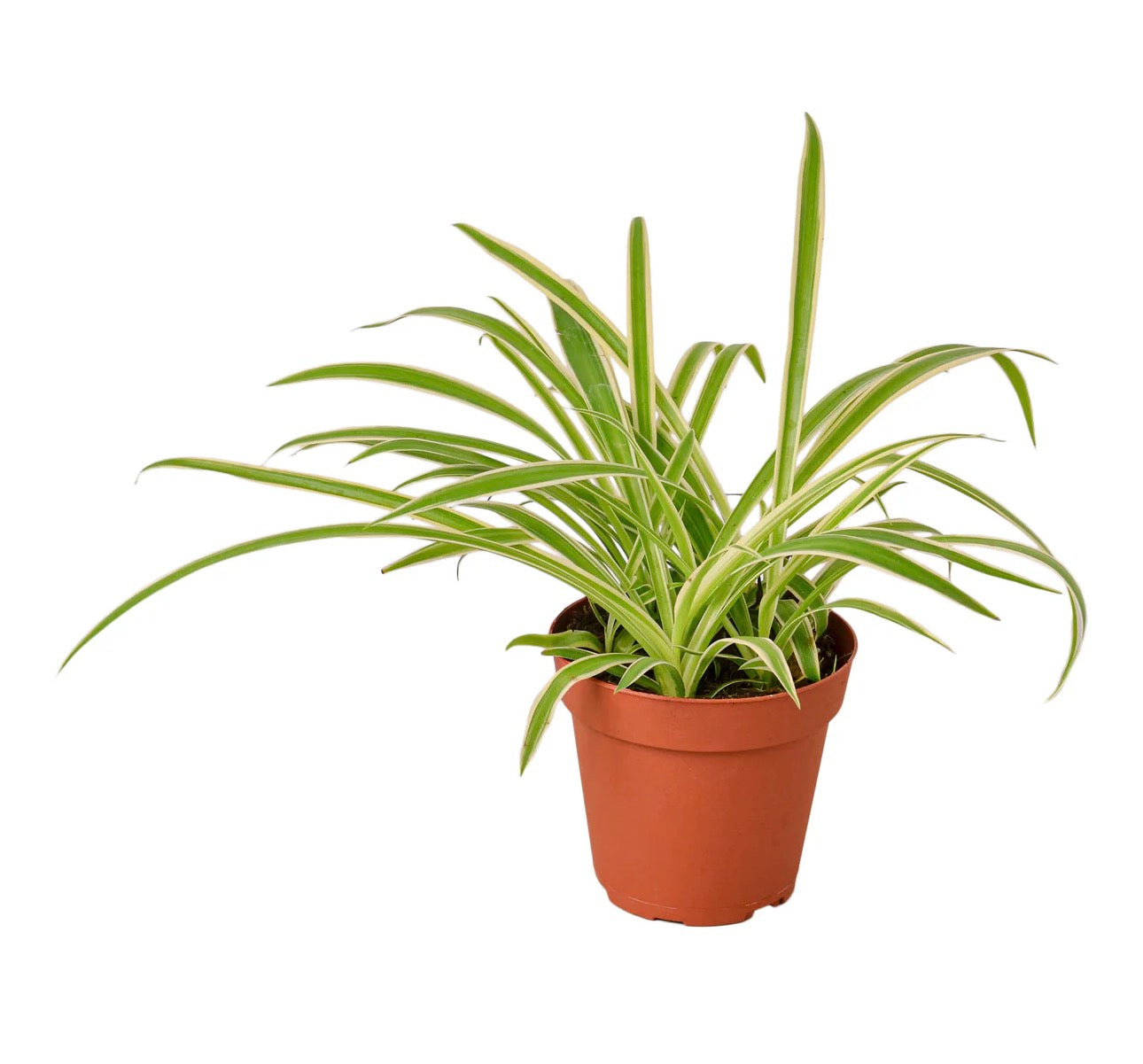 Spider Plant