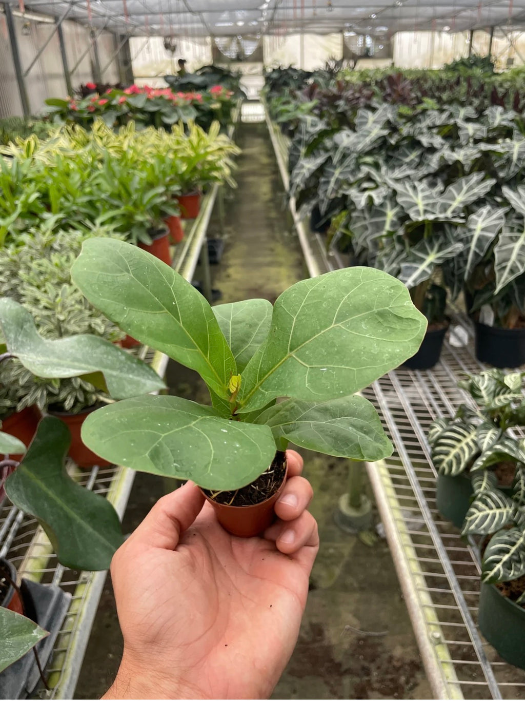 Fiddle Leaf Fig