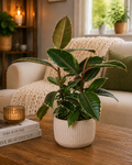 Rubber Plant (Ficus Elastica)