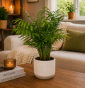 Parlor Palm