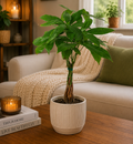 Money Tree